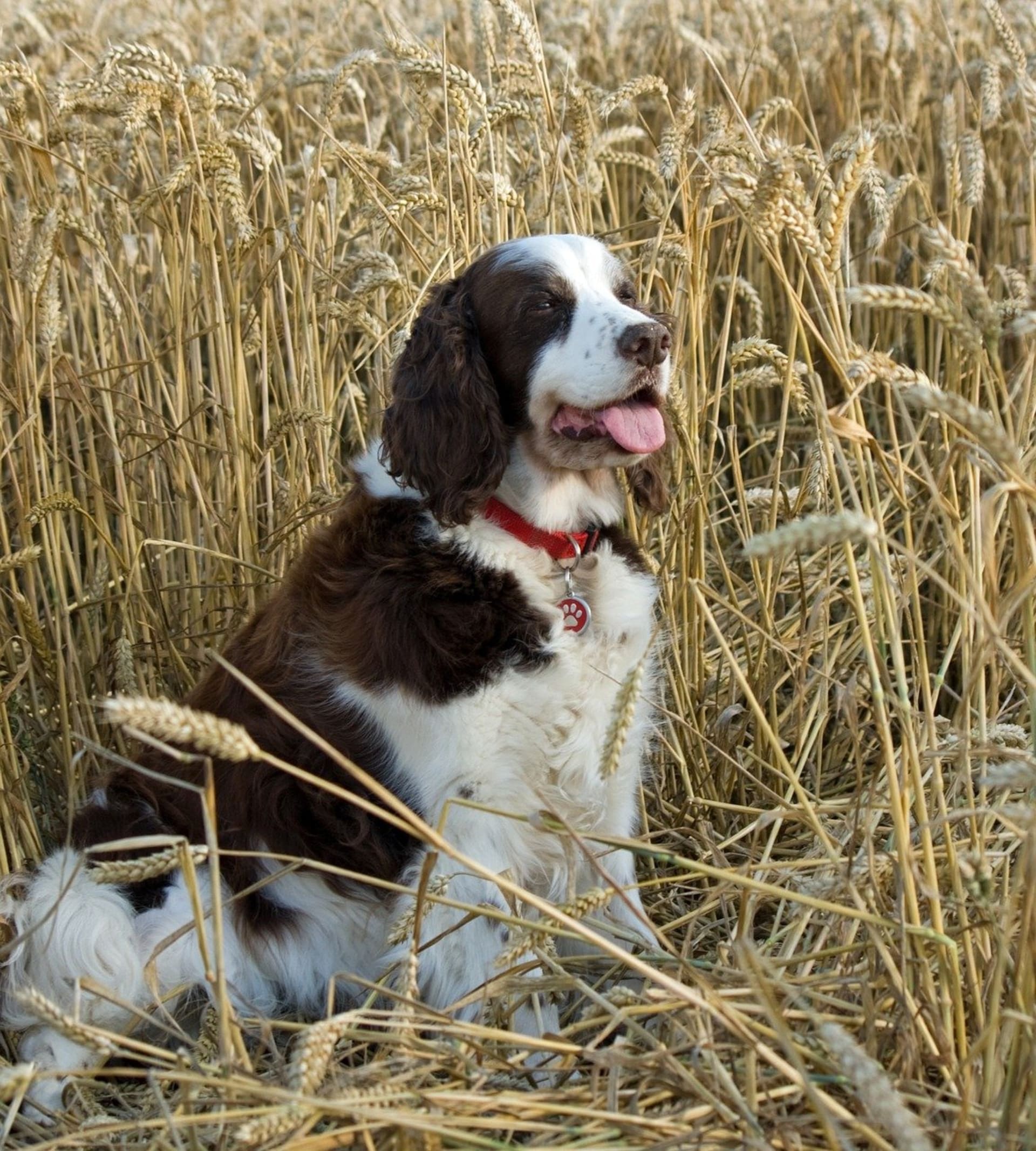 Dog ate claritin clearance